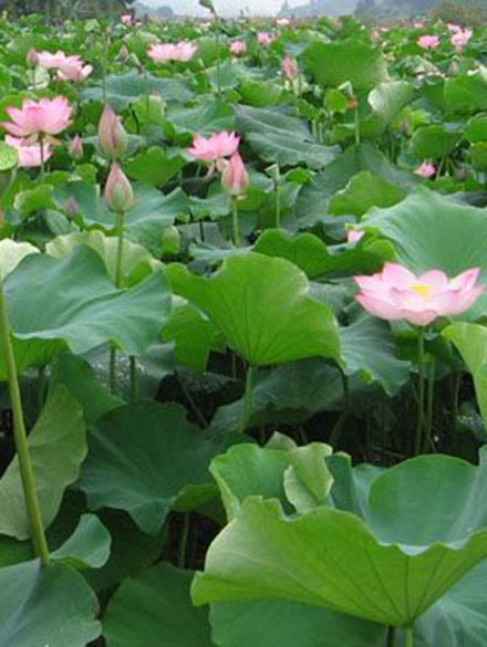 水生植物