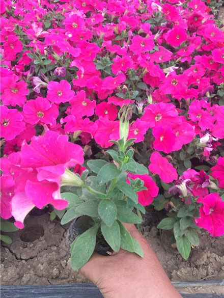 時令草花