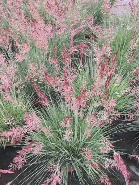 觀賞草類