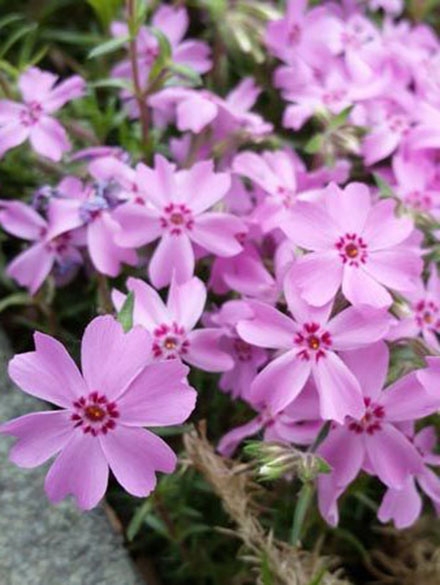 芝櫻（叢生福祿考）