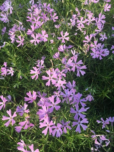 芝櫻（叢生福祿考）