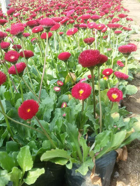 草花種子的播種深度