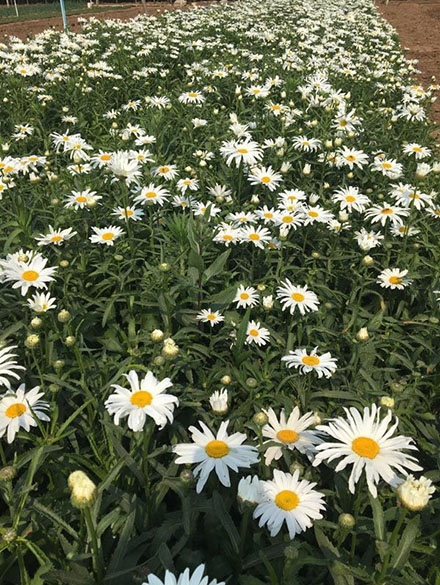 西洋濱菊